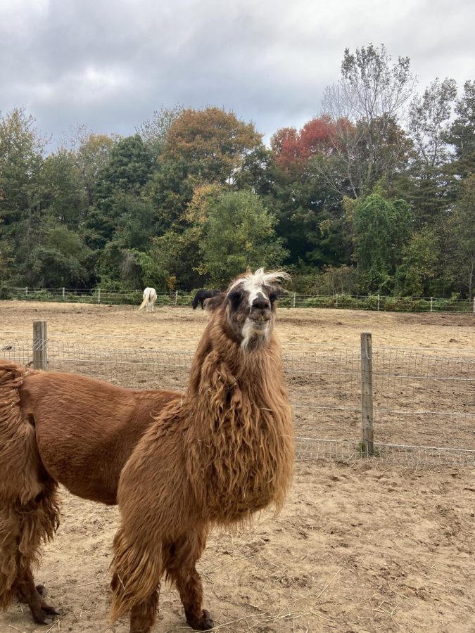 One+of+the+llamas+at+the+farm+that+Bruce+leads+every+morning.