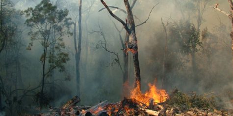 One effect of climate change is a drastic increase in wildfires.
