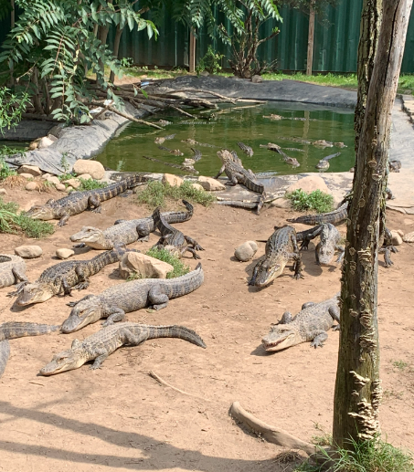 A photo of the alligators in the elementary school enclosure. 