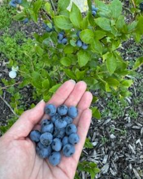 Humans of West Ottawa: Finding happiness in the garden